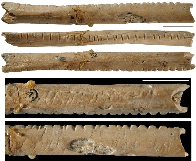The Lebombo bone, a notched baboon fibula